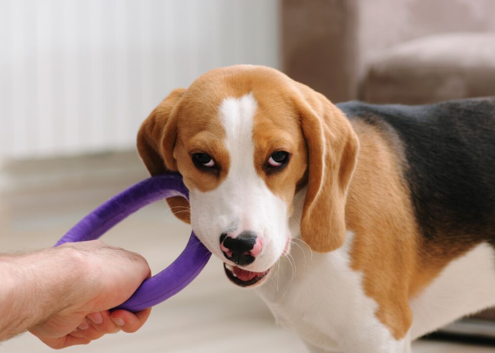 Chew toys